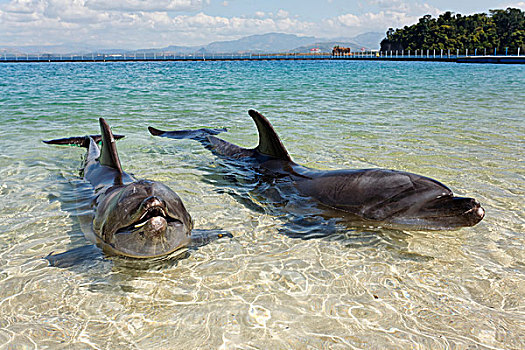 两个,宽吻海豚,海豚,浅水,海洋,探险,吕宋岛,菲律宾,南海,太平洋