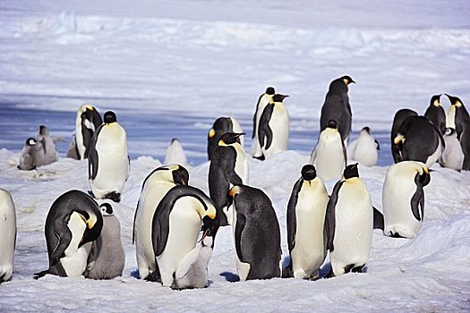 生物群,帝企鹅,雪,山,岛屿,南极