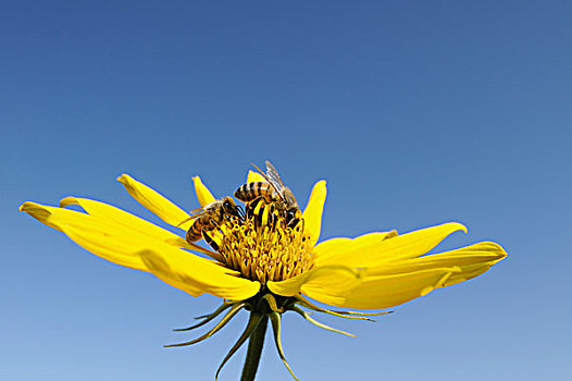 蜂蜜,蜜蜂,成年,向日葵,丘陵地区,中心,德克萨斯,美国,北美