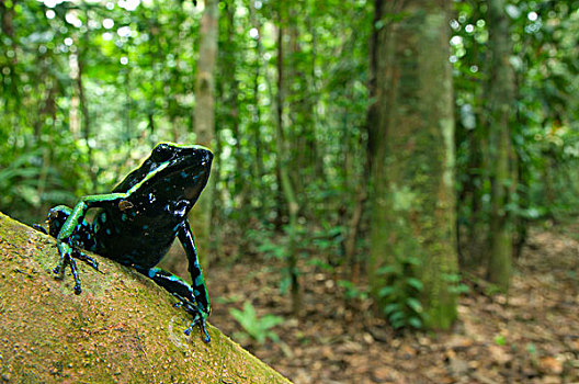 毒物,青蛙,成年,坐在树上,树林栖息地,洛斯阿米格斯生态研究站,秘鲁,南美