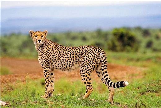 印度豹,猎豹,猫科动物,哺乳动物,马赛马拉国家公园,肯尼亚,非洲,动物