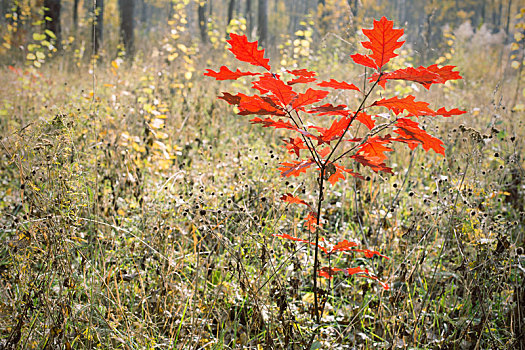 小,橡树,红叶,秋天