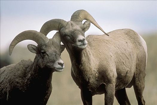 大角羊,一对,玩,黄石国家公园,怀俄明