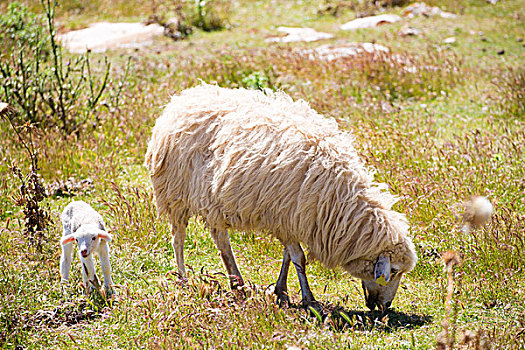 绵羊,羊羔,放牧,米诺卡岛,地点
