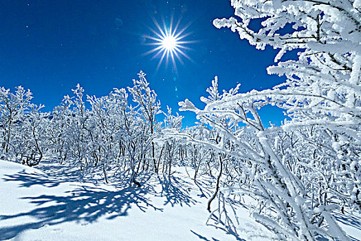 满月,向上,雪,树林,市区,诺尔博滕县,拉普兰,瑞典