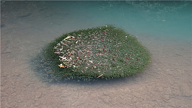 清澈和浑浊的河水交汇处圆形植物视图