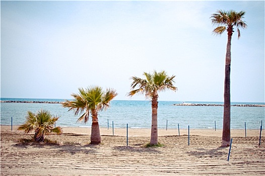 棕榈树,海滩,塞浦路斯