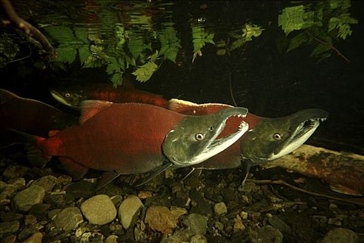 红大马哈鱼,红鲑鱼,展示,饲养,彩色,产卵,季节,威廉王子湾,阿拉斯加