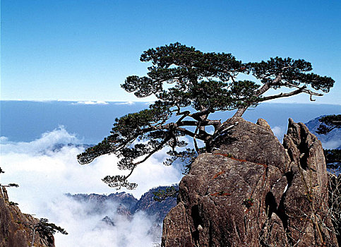 风景,松树,顶峰,云,黄色,山