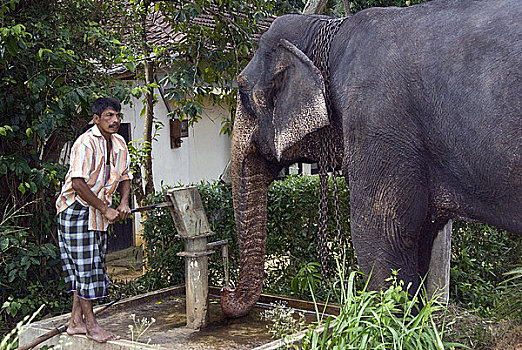 大象,饮用水,水泵,斯里兰卡