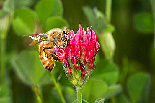 蜜蜂,三叶草,意大利蜂
