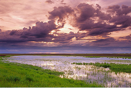 草原,水塘,萨斯喀彻温,加拿大