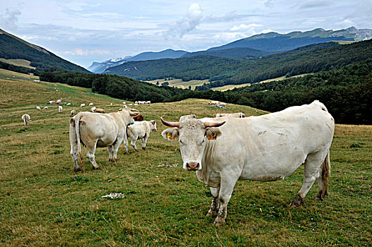法国,隆河阿尔卑斯山省,牧群,母牛,地区性,自然公园,风景