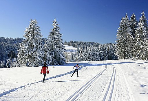 越野滑雪,男人,行走,巴伐利亚,德国,欧洲