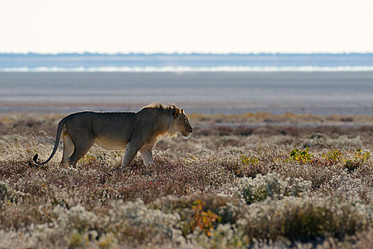 非洲狮,狮子,成年,雄性,走,后面,盐磐,埃托沙国家公园,纳米比亚,非洲
