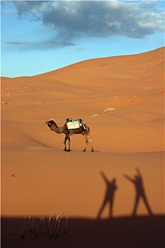 高兴,骆驼