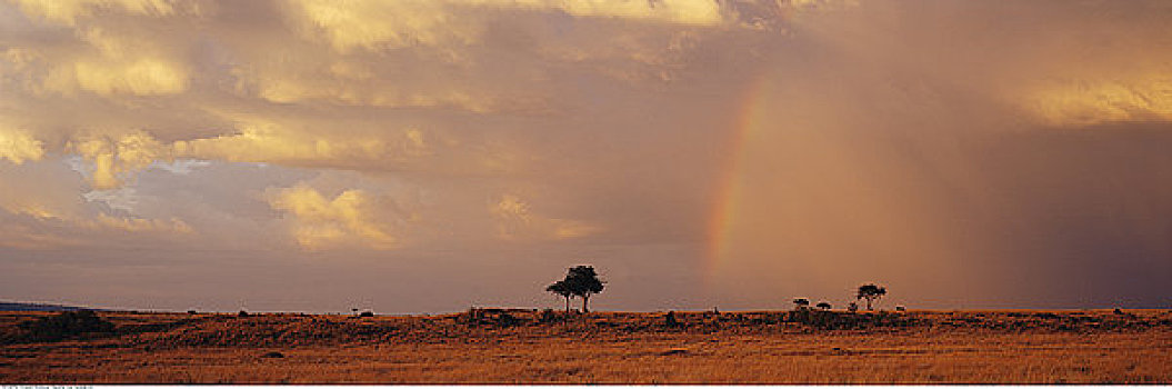 彩虹,上方,风景,马赛马拉,肯尼亚,非洲