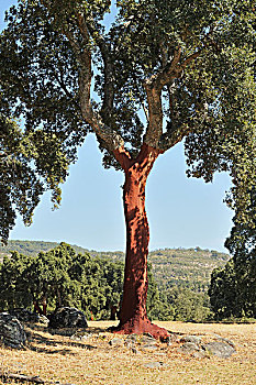 软木塞,树,西班牙栓皮栎,条纹,树皮,卡塞雷斯,埃斯特雷马杜拉,西班牙