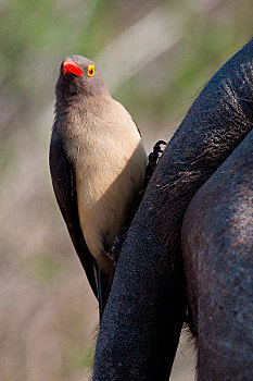 红嘴牛椋鸟,竖图,尾部,水牛,非洲水牛,直视