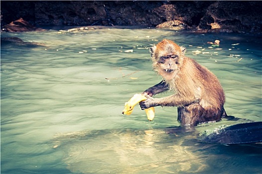 猴子,海滩,泰国