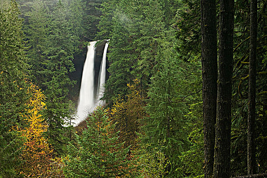 瀑布,北方,银色瀑布州立公园,俄勒冈,美国