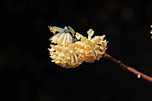 结香花,结香