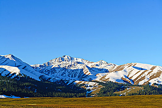 那拉提牧场的草原与雪山