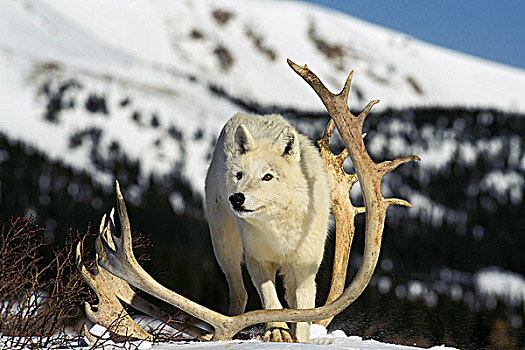 北极狼,狼,成年,鹿角,阿拉斯加