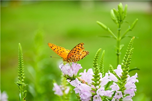 绿豹蛱蝶与花