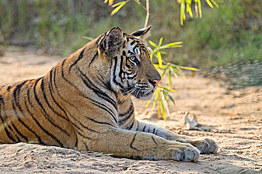 孟加拉虎,虎,休息,班德哈维夫国家公园,印度