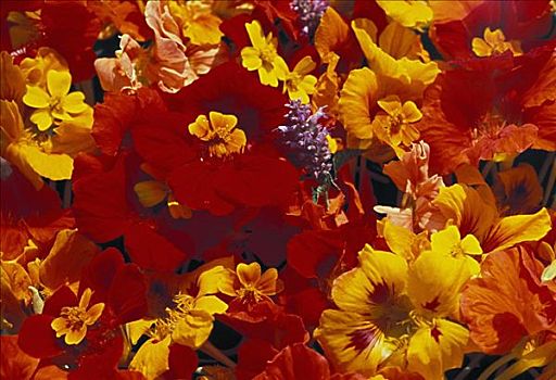 夏威夷,瓦胡岛,农场,食用花卉,鲜明,红色,橙色