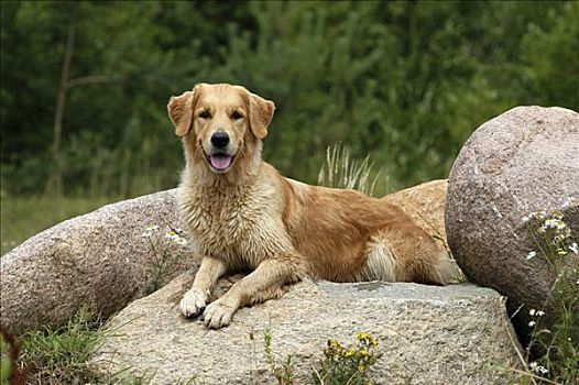金毛猎犬,母狗,躺着,石头