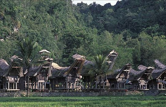 传统,房子,乡村,苏拉威西岛,印度尼西亚