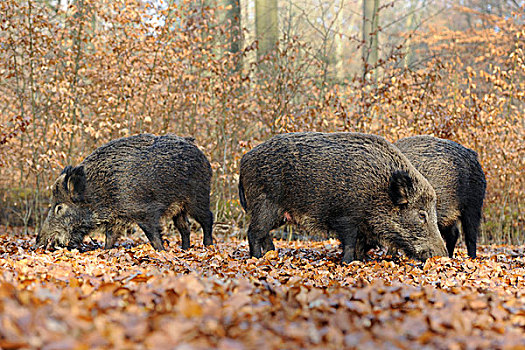 野猪,雌性,野生,母猪,觅食,俘获,北莱茵-威斯特伐利亚,德国,欧洲