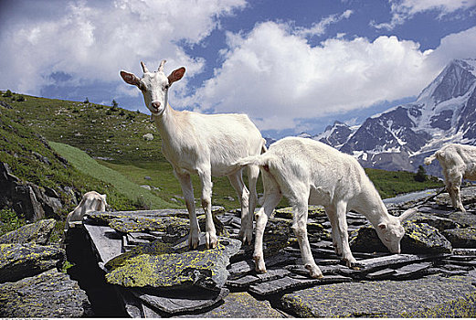 山羊,瑞士