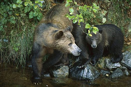 大灰熊,棕熊,母熊,老,幼兽,不列颠哥伦比亚省,加拿大
