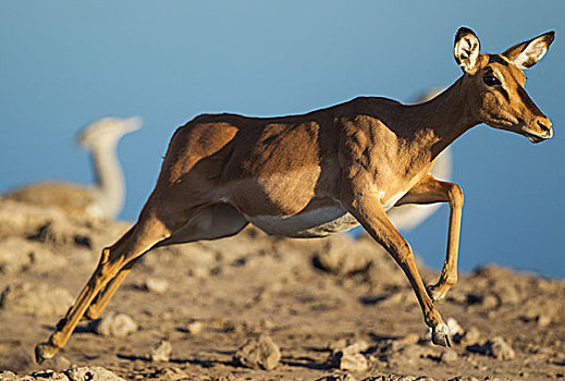 黑脸高角羚,黑斑羚,跑,雌性,靠近,水坑,背景,鸨,灰颈鹭鸨,埃托沙国家公园,纳米比亚,非洲