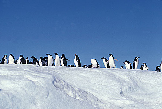 南极,阿德利企鹅