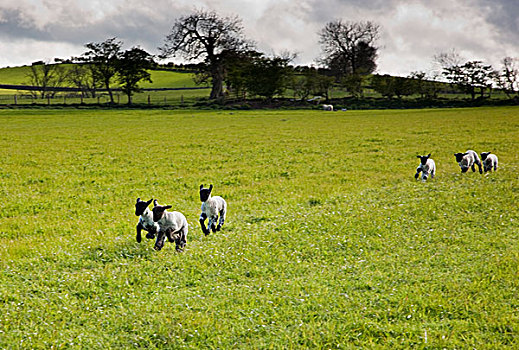 绵羊,跑,诺森伯兰郡,英格兰