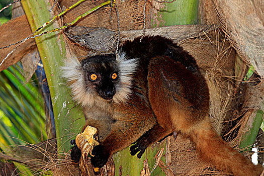 黑狐猴,雌性,成年,吃,诺西空巴,马达加斯加,非洲