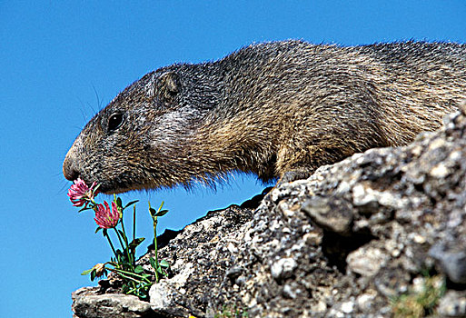 阿尔卑斯山土拨鼠,旱獭,成年,嗅,花