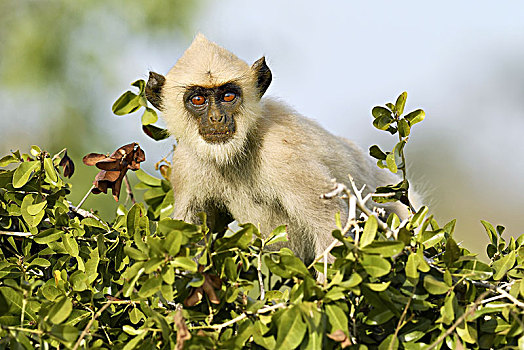 灰色,叶猴,幼兽,坐,灌木,国家公园,斯里兰卡,亚洲