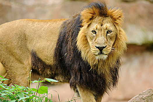 亚洲狮,印度,狮子,狮子座桃,男性的,在动物园