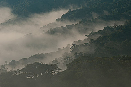 雾林,遮盖,雾气,厄瓜多尔