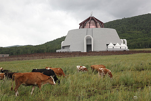 蒙古族建筑与牛群