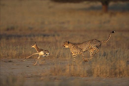 印度豹,猎豹,成年,猎捕,幼仔,跳羚,卡拉哈迪大羚羊国家公园,南非