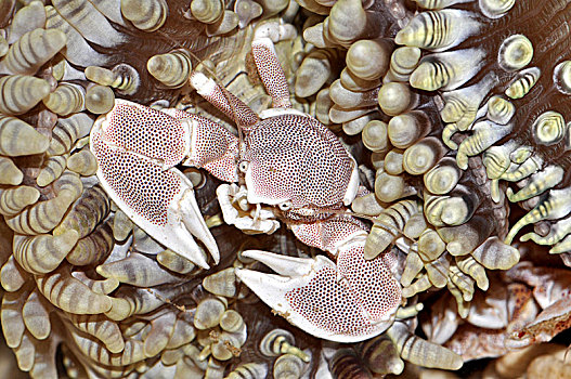 红斑新岩瓷蟹