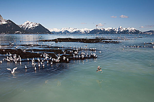 海鸥,抓住,青鱼,产卵,洞,威廉王子湾,阿拉斯加,春天