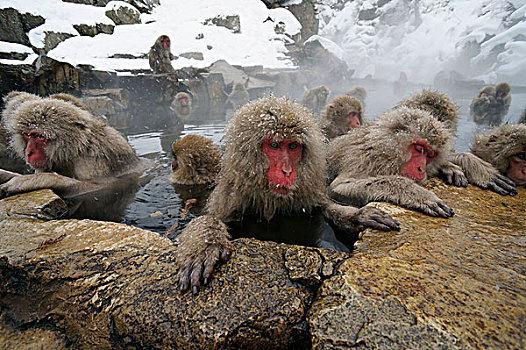日本猕猴,雪猴,群,日本
