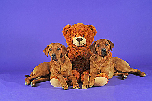 两个,拉布拉多犬,黄色,雄性,雌性,卧,靠近,大,泰迪熊